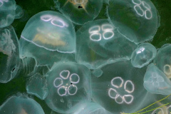 00062-2014-Denmark-Cruise