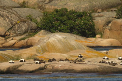 00114-2017-NAS-Swedish-Cruise-114